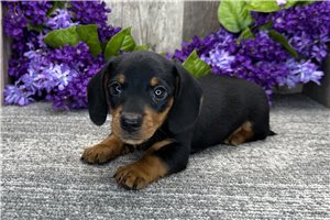 Herman - Dachshund, Mini for sale