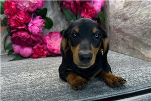 Herman - puppy for sale