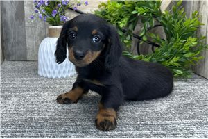 Anastasia - Dachshund, Mini for sale