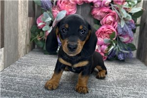 Herman - Dachshund, Mini for sale