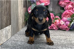 Henrietta - Dachshund, Mini for sale