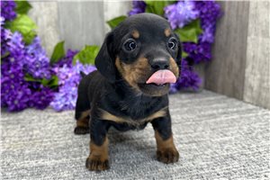 Holly - puppy for sale