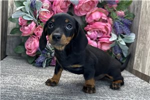 Henrietta - Dachshund, Mini for sale