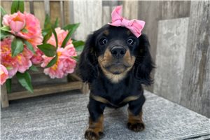 Anastasia - Dachshund, Mini for sale