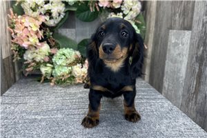 Anastasia - Dachshund, Mini for sale