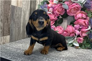 Herman - Dachshund, Mini for sale