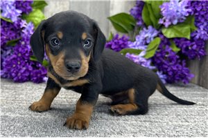 Herman - Dachshund, Mini for sale