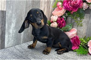 Henrietta - Dachshund, Mini for sale