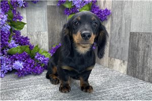 Anastasia - Dachshund, Mini for sale