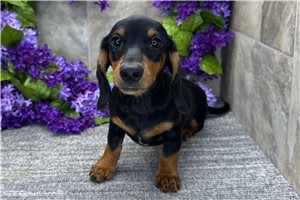 Herman - Dachshund, Mini for sale