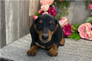 Herman - Mini Dachshund for sale
