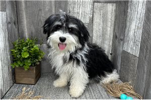 Romelo - puppy for sale
