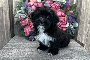 Ewan - Havapoo for sale