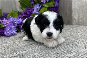 Elena - puppy for sale