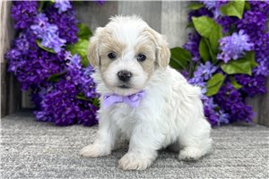 Elijah - Havapoo for sale