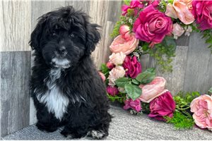 Eeyore - Havapoo for sale