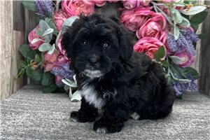 Eeyore - Havapoo for sale