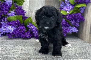 Evelyn - Havapoo for sale