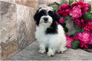 Elena - puppy for sale