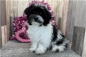 Kira - Havapoo for sale