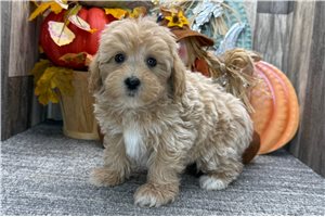 Kamryn - puppy for sale