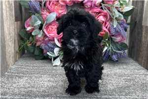 Evelyn - Havapoo for sale