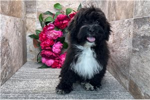 Ewan - puppy for sale