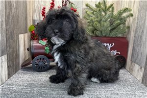 Kade - Havapoo for sale