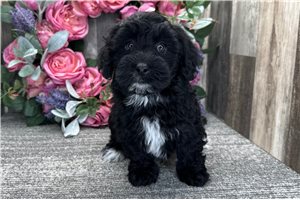 Emmett - Havapoo for sale