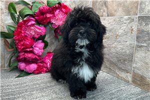 Eeyore - puppy for sale
