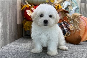 Kyle - puppy for sale