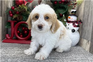 Kash - Havapoo for sale