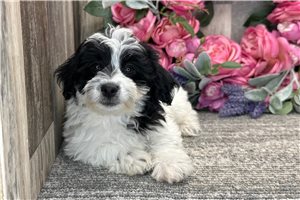 Elena - Havapoo for sale