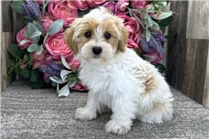 Emily - Havapoo for sale