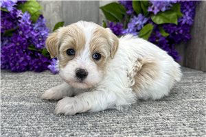Emily - puppy for sale