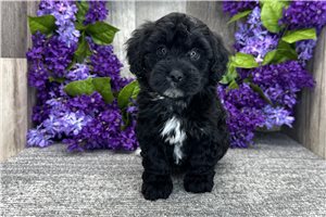 Emmett - Havapoo for sale