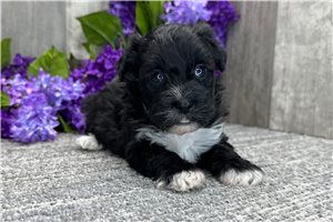 Ewan - puppy for sale
