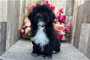 Ewan - Havapoo for sale