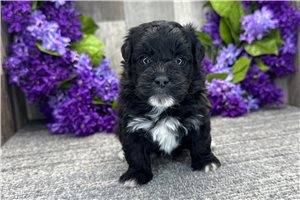 Eeyore - Havapoo for sale