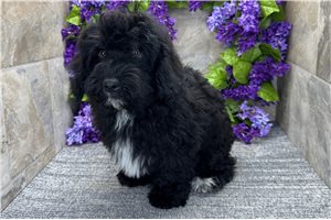 Emmett - Havapoo for sale