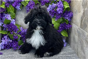 Ewan - Havapoo for sale