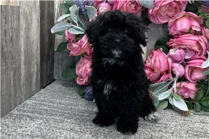 Evelyn - Havapoo for sale