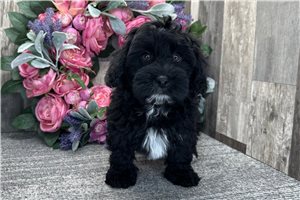 Emmett - puppy for sale