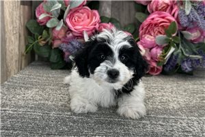 Elena - Havapoo for sale
