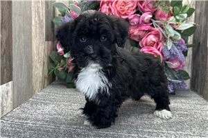 Ewan - Havapoo for sale