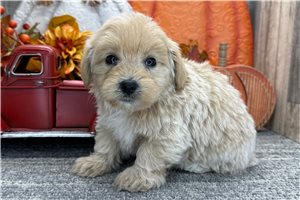 Keith - puppy for sale