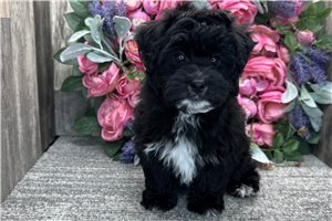 Eeyore - Havapoo for sale