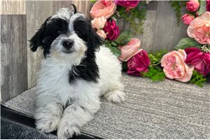 Elena - Havapoo for sale