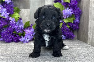 Emmett - puppy for sale