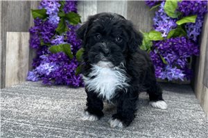 Ewan - Havapoo for sale